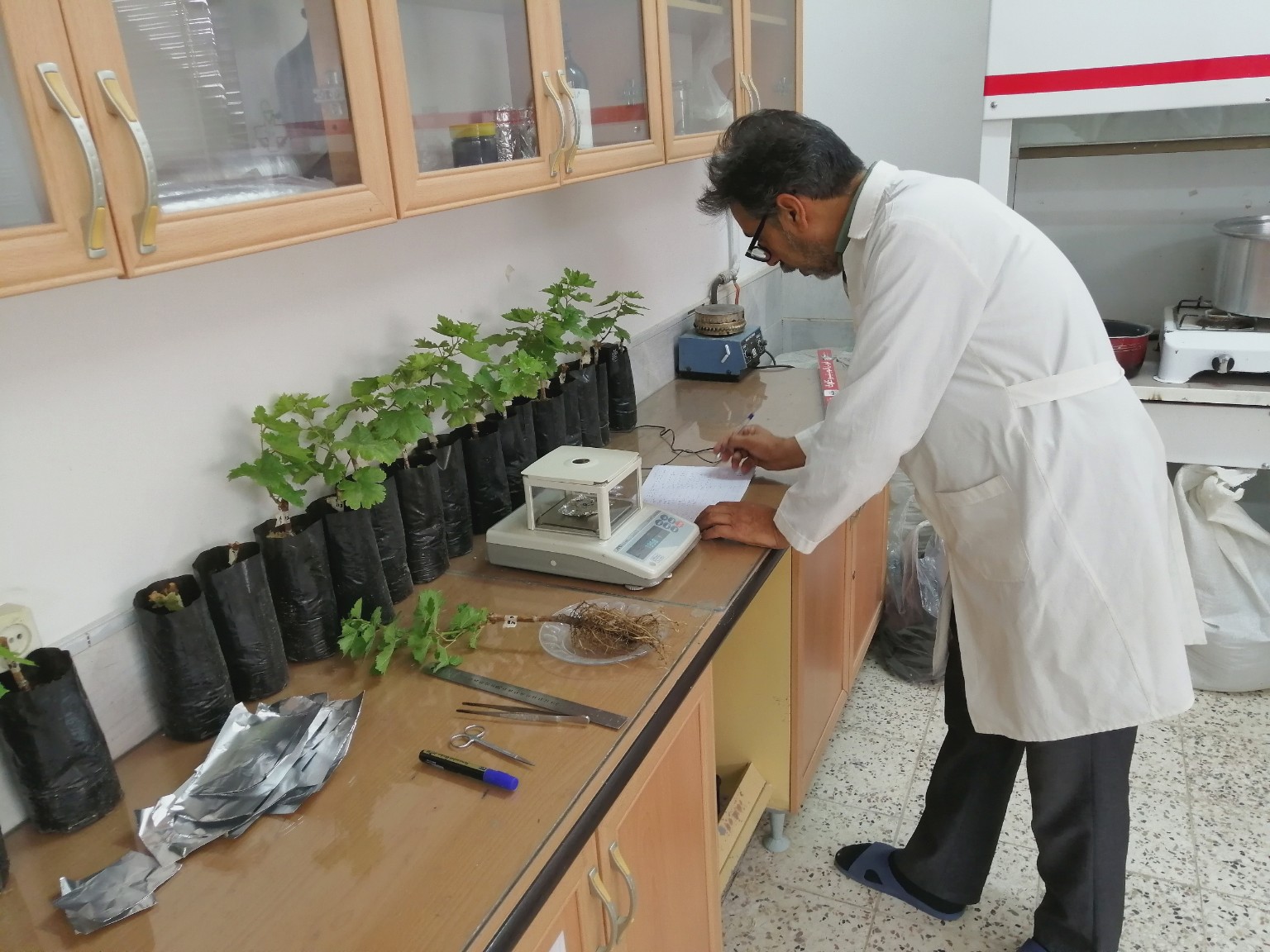 Chief Operations Officer: Engineer Seyed Ahmad Hasheminejad